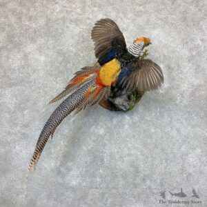 Cross Pheasant Taxidermy Mount #22765 For Sale @ The Taxidermy Store