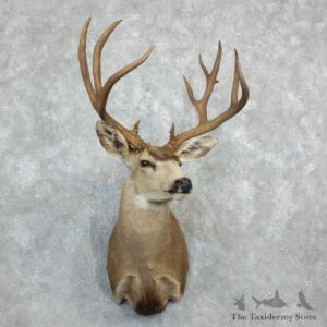 Mule Deer Shoulder Mount For Sale #18283 @ The Taxidermy Store