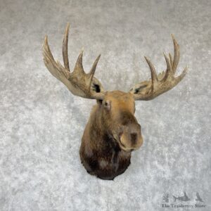 Canadian Moose Shoulder Mount For Sale #30290 @ The Taxidermy Store