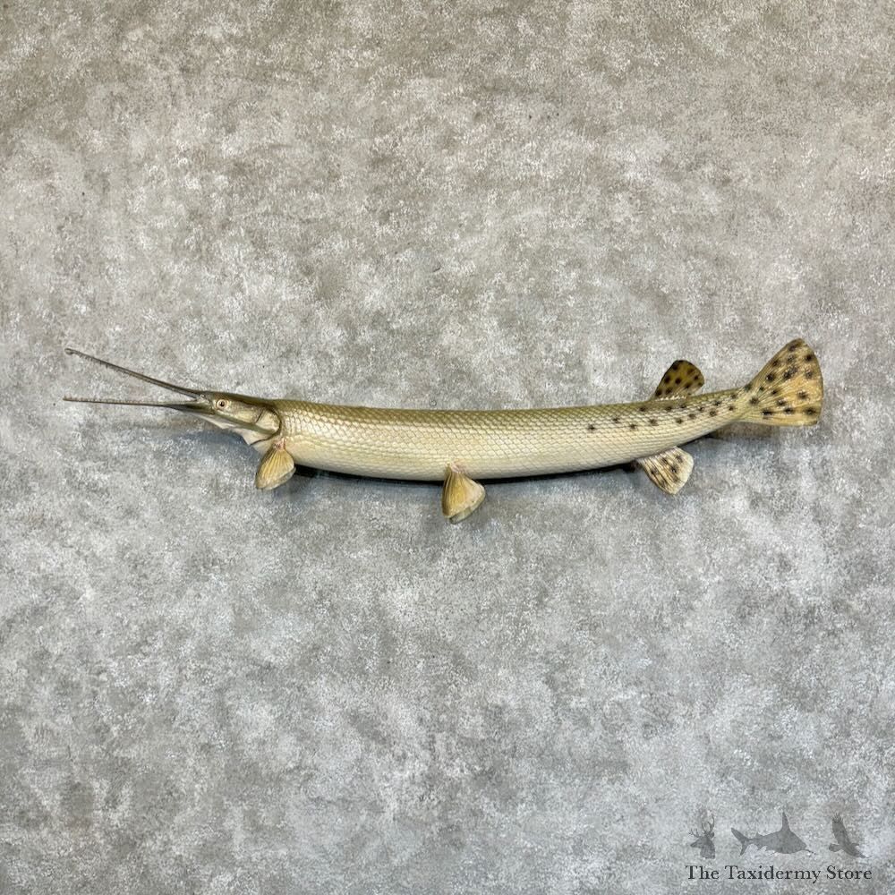 Longnose Gar Fish Mount For Sale #29156 @ The Taxidermy Store