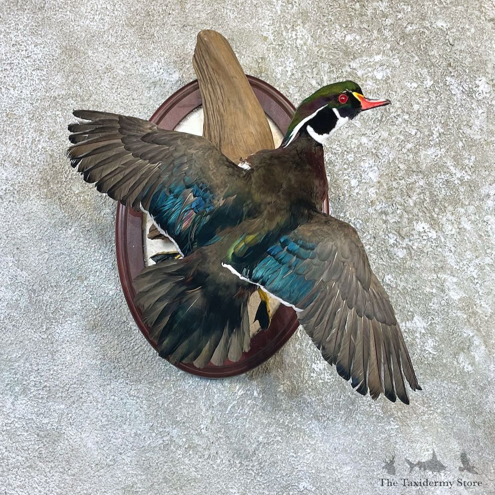 Wood Duck Drake Taxidermy Mount For Sale #26495 @ The Taxidermy Store