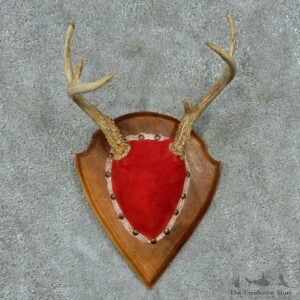 Whitetail Deer Antlers Plaque Taxidermy Mount #13342 For Sale @ The Taxidermy Store