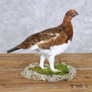 Standing Willow Ptarmigan Mount For Sale #14155 @ The Taxidermy Store