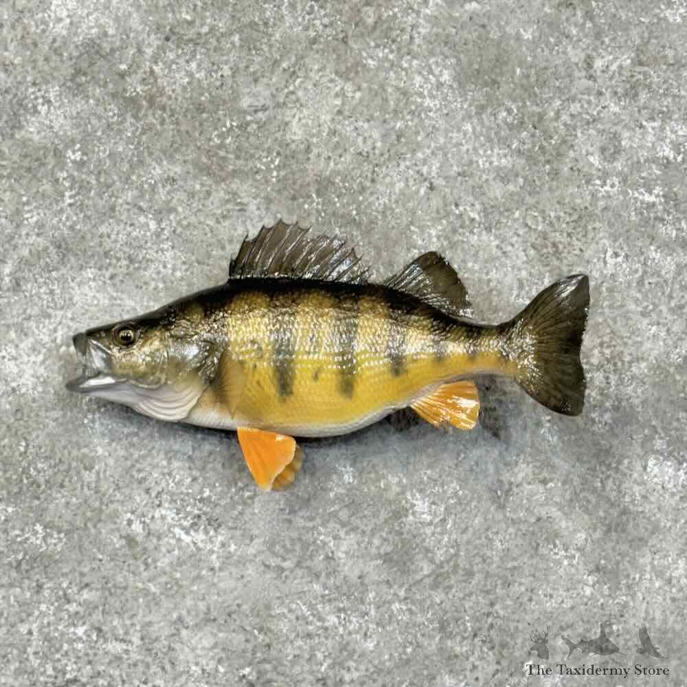 Yellow Perch Fish Mount For Sale #30516 @ The Taxidermy Store