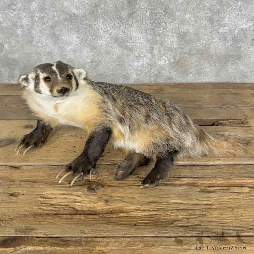 American Badger Life-Size Mount For Sale #31537 @ The Taxidermy Store