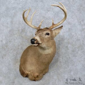 Whitetail Deer Shoulder Mount For Sale #15818 @ The Taxidermy Store