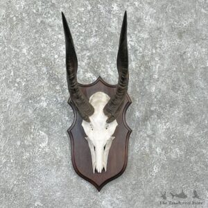 Bushbuck Skull & Horn European Mount For Sale #26256 @ The Taxidermy Store