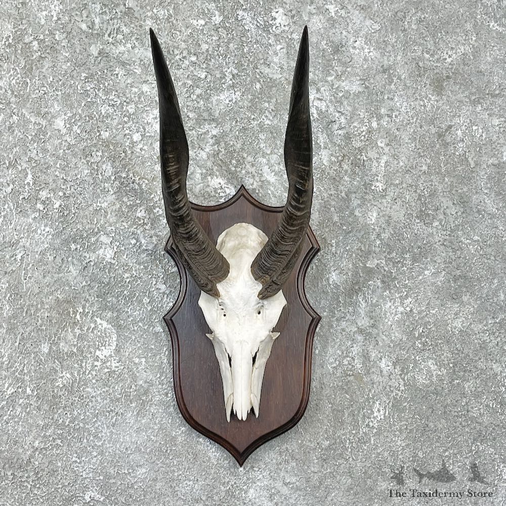 Bushbuck Skull & Horn European Mount For Sale #26256 @ The Taxidermy Store