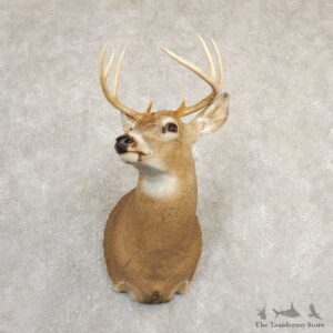 Whitetail Deer Shoulder Mount #20829 For Sale - The Taxidermy Store