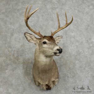 Whitetail Deer Shoulder Mount For Sale #16076 @ The Taxidermy Store