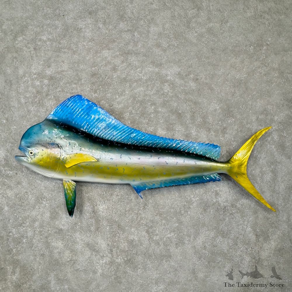 Reproduction Mahi Mahi Fish Mount For Sale #29798 @ The Taxidermy Store