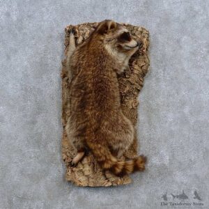 Climbing Raccoon Life-Size Mount For Sale #15614 @ The Taxidermy Store