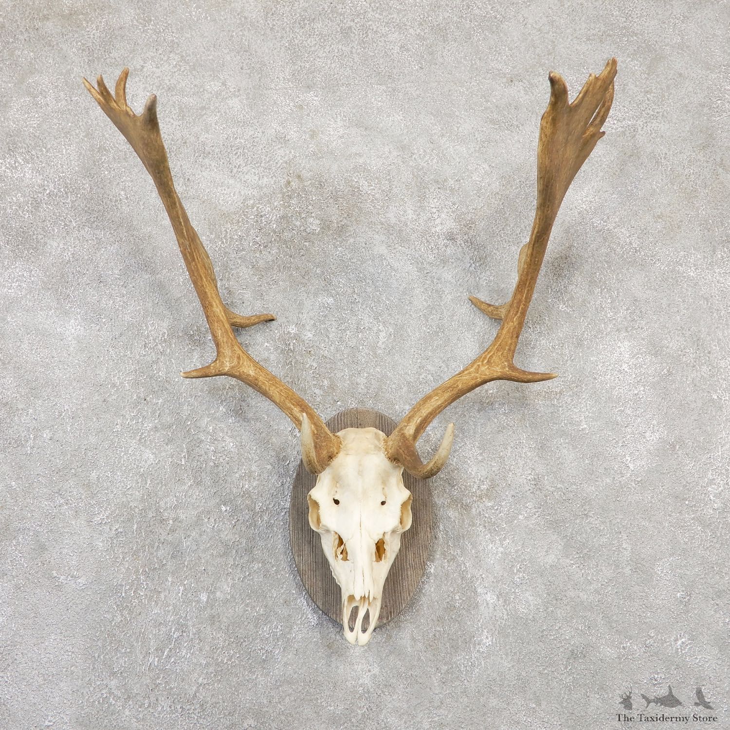 Fallow Deer Antler Plaque Taxidermy Mount For Sale #20050 @ The Taxidermy Store