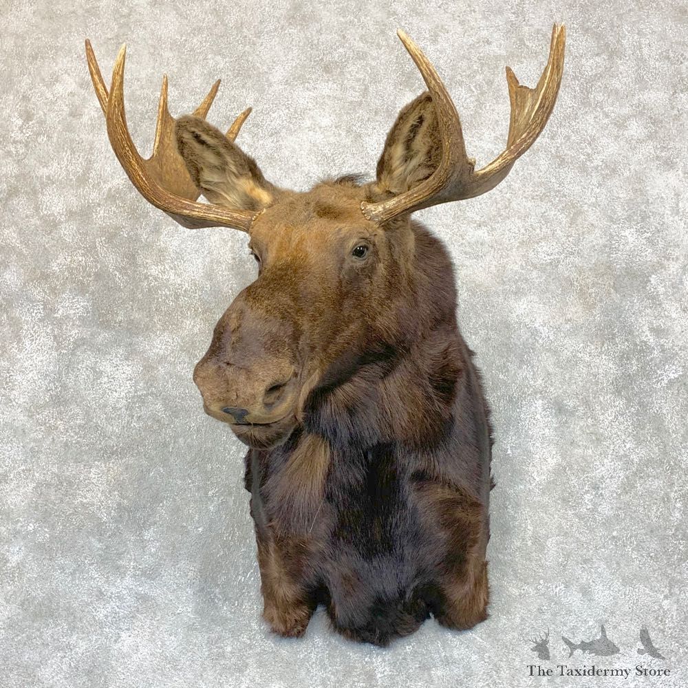 Shiras Moose Shoulder Taxidermy Mount #21741 For Sale @ The Taxidermy Store