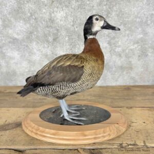 White Faced Whistling Duck Mount For Sale #32131 @ The Taxidermy Store