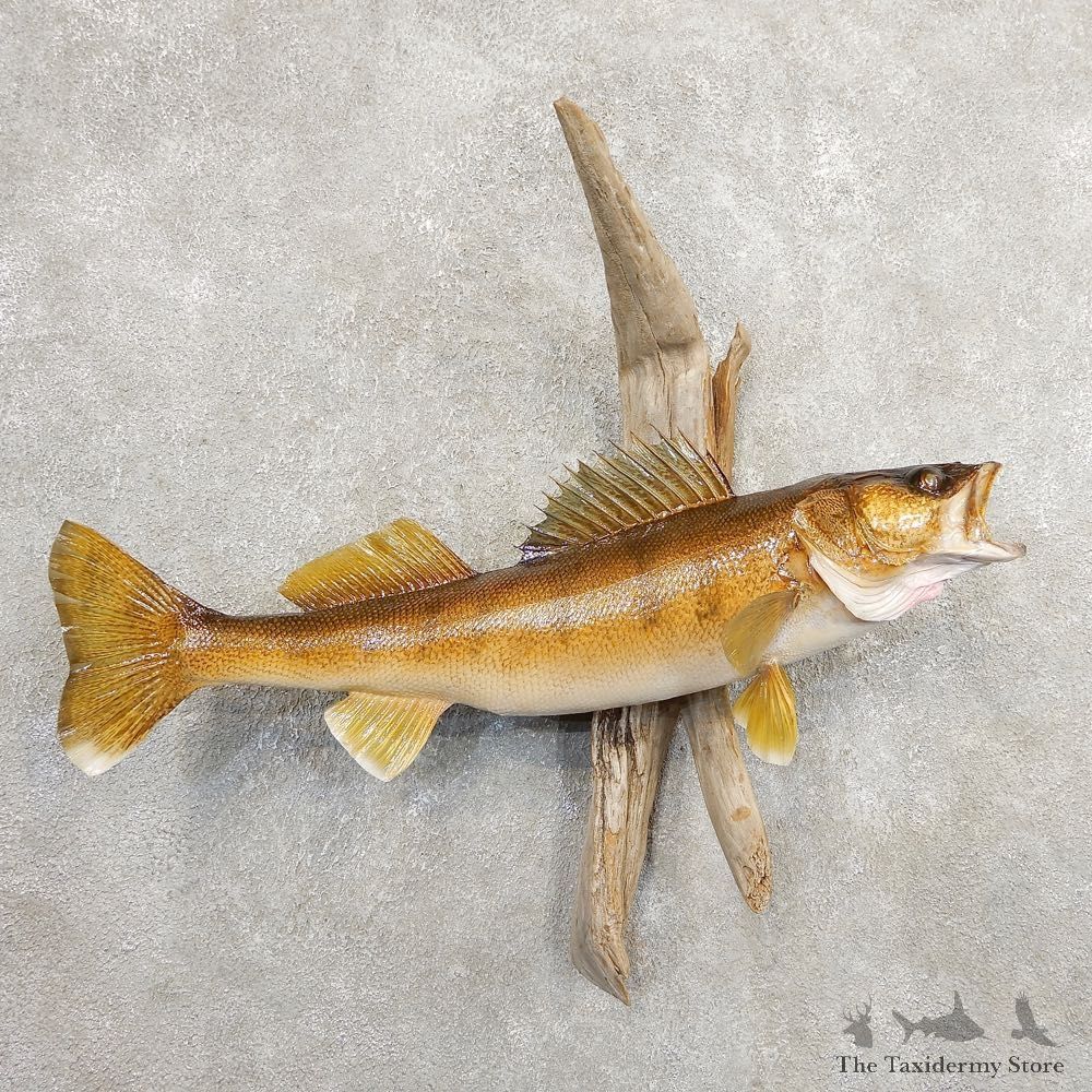 Walleye Taxidermy Mount For Sale #20881 @ The Taxidermy Store