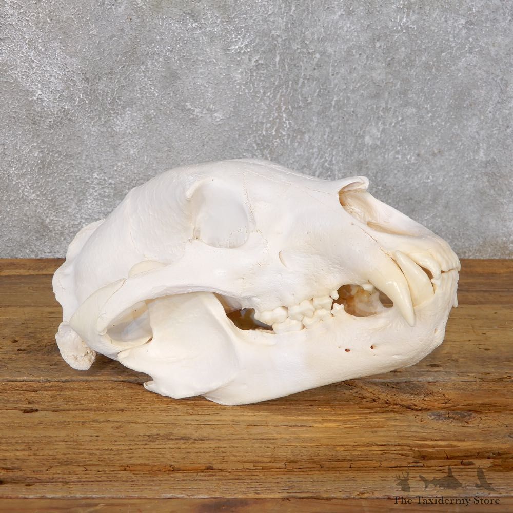 Inland Grizzly Bear Skull Mount For Sale #18756 @ The Taxidermy Store