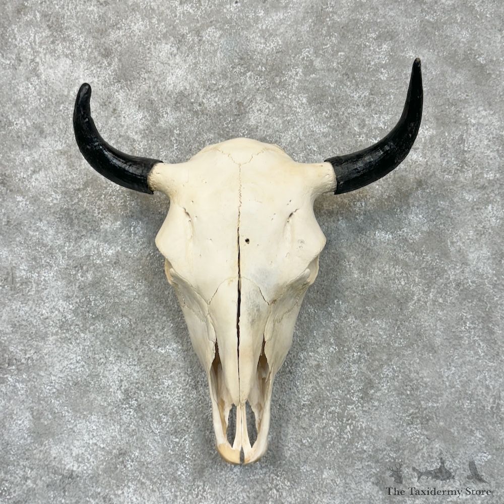 American Buffalo Bison Skull Mount For Sale #29463 @ The Taxidermy Store