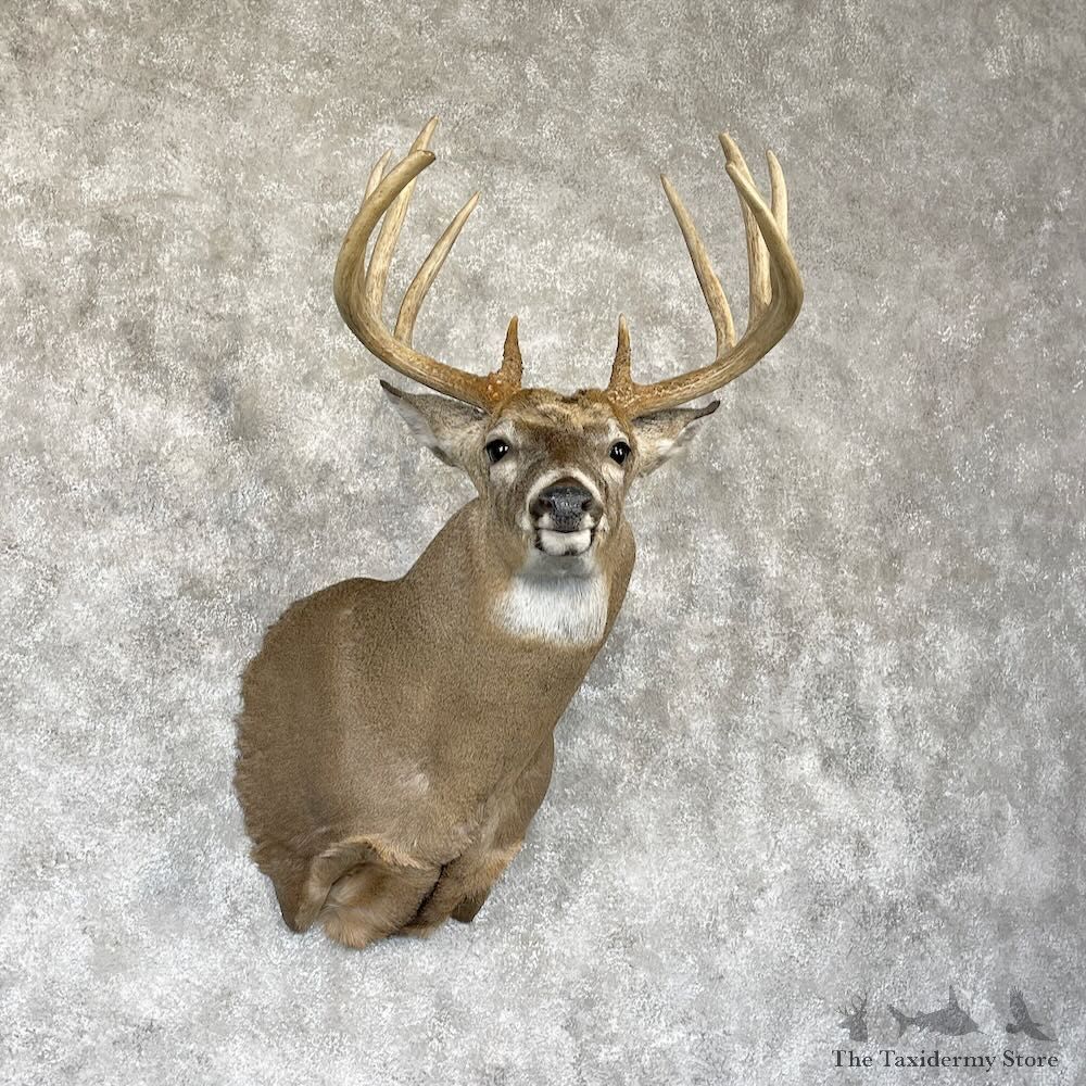 Whitetail Deer Shoulder Mount For Sale #28164 - The Taxidermy Store