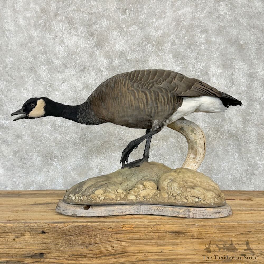 Female Cackling (Richardson's) Goose Bird Mount For Sale #29009 @ The Taxidermy Store