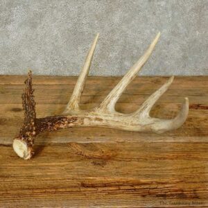 Whitetail Deer Antler Shed For Sale #16210 @ The Taxidermy Store