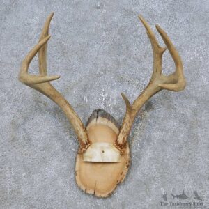 Whitetail Deer Antler Plaque Mount For Sale #14776 @ The Taxidermy Store