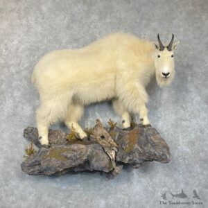 Mountain Goat Life-Size Mount For Sale #24416 @ The Taxidermy Store