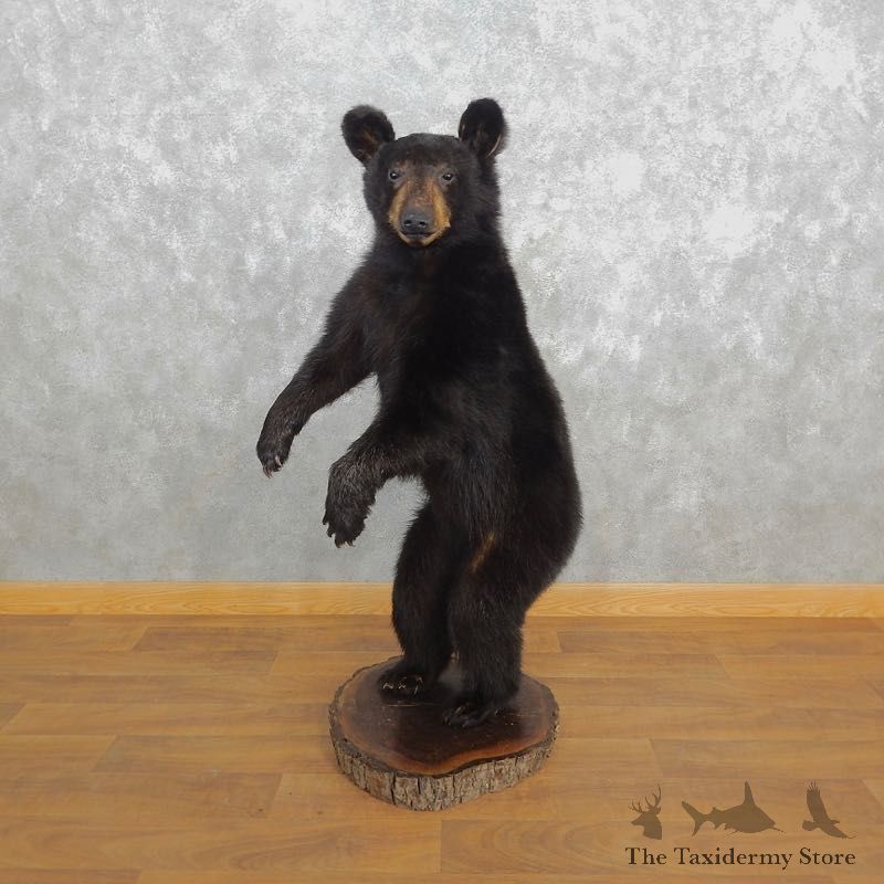 Black Bear Life-Size Mount For Sale #18314 @ The Taxidermy Store