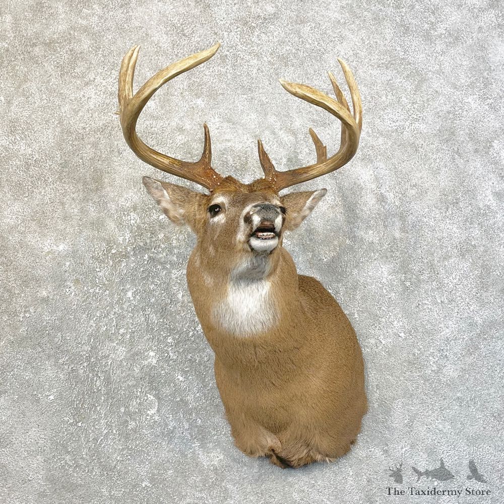 Whitetail Deer Shoulder Mount For Sale #25190 - The Taxidermy Store