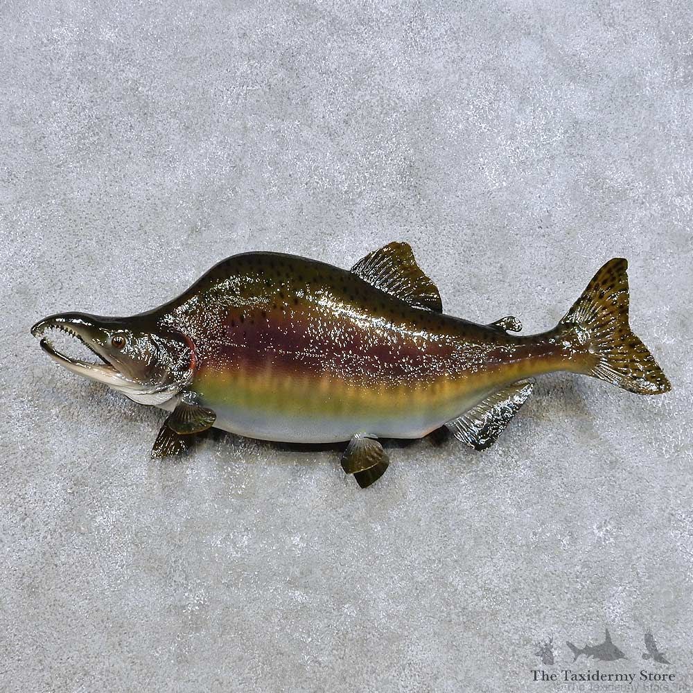 Pink Salmon Fish Mount For Sale #14379 @ The Taxidermy Store