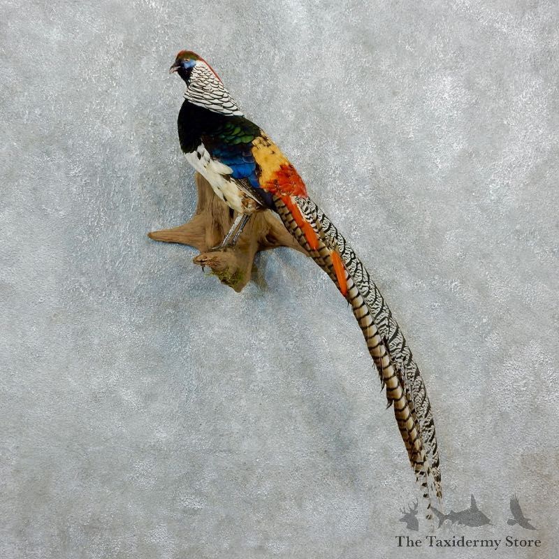Lady Amherst Pheasant Bird Mount For Sale #18251 @ The Taxidermy Store