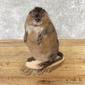 Muskrat Life Size Taxidermy Mount #24961 For Sale @ The Taxidermy Store