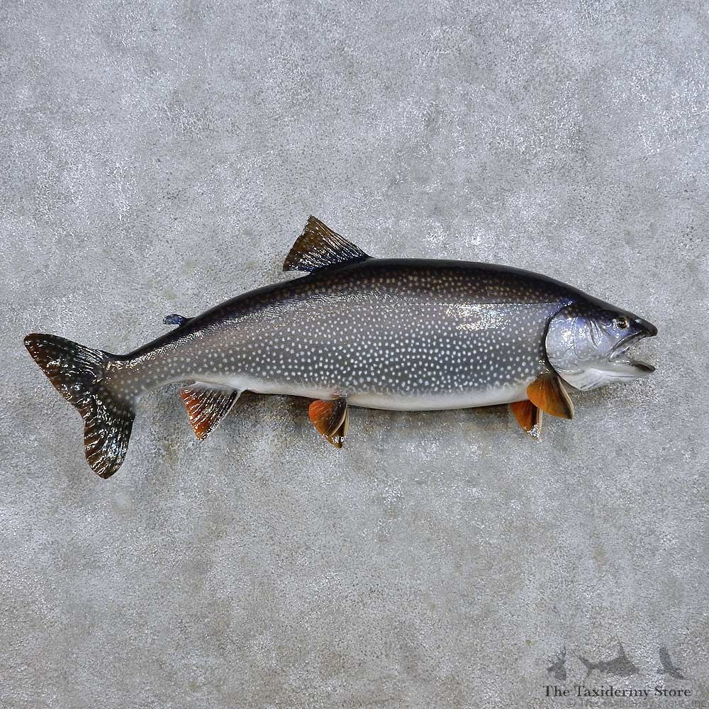 Lake Trout Fish Mount For Sale #14216 @ The Taxidermy Store