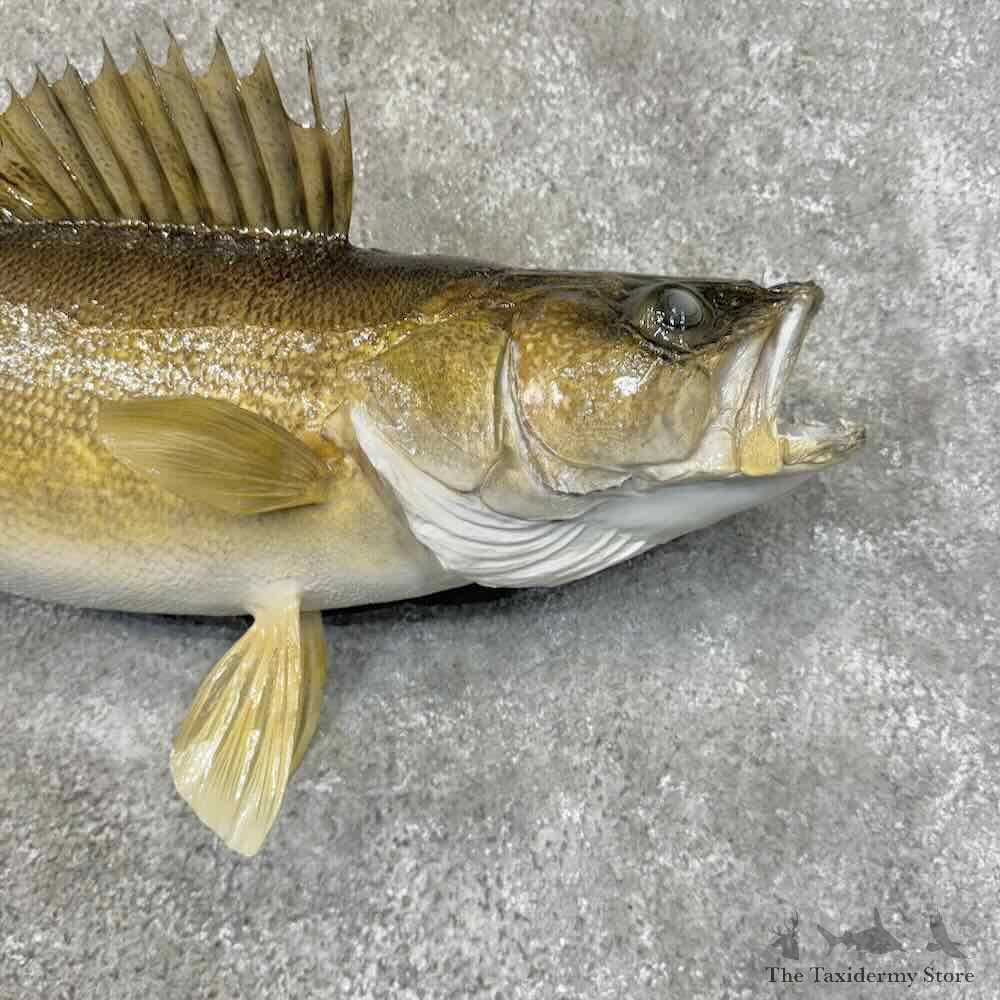 Walleye Fish Mount For Sale #31268 @ The Taxidermy Store