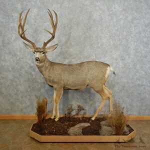 Mule Deer Life-Size Mount For Sale #16747 @ The Taxidermy Store