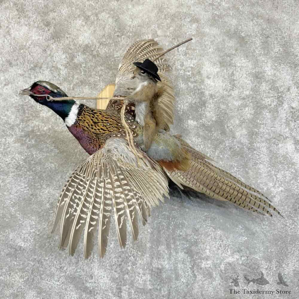 Red Squirrel & Ringneck Pheasant Novelty Mount For Sale #30576 @ The Taxidermy Store