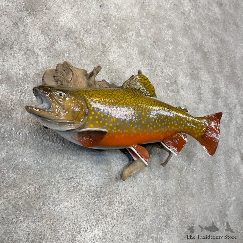 Brook Trout Fish Mount For Sale #29877 @ The Taxidermy Store