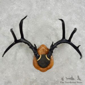 Whitetail Deer Antler Mount For Sale #17087 @ The Taxidermy Store