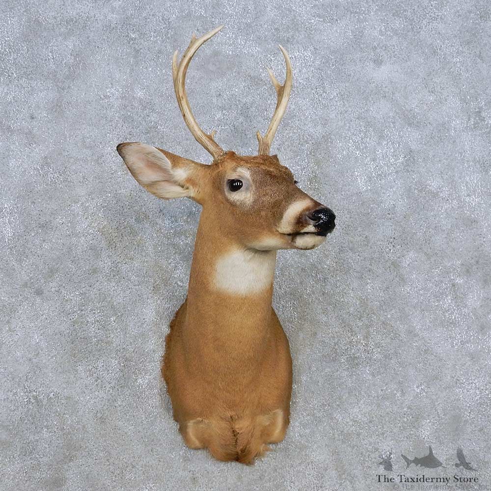 Whitetail Deer Shoulder Mount For Sale #14321 @ The Taxidermy Store