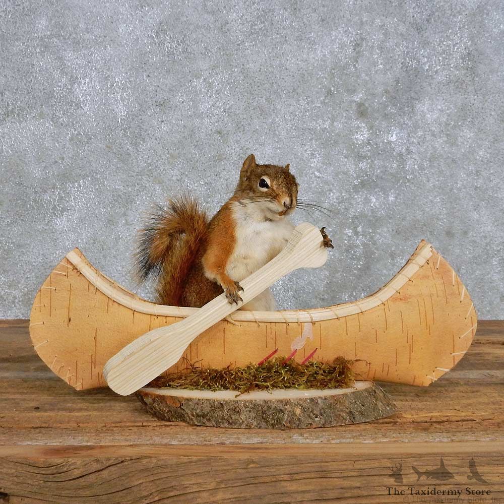 Novelty Canoe Squirrel Mount For Sale #14197 @ The Taxidermy Store