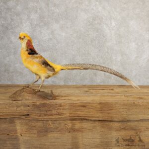 Yellow Golden Pheasant Bird Mount For Sale #20778 @ The Taxidermy Store
