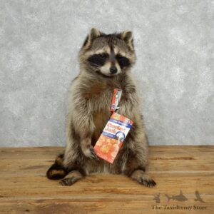 Novelty Raccoon Mount For Sale #18145 @ The Taxidermy Store