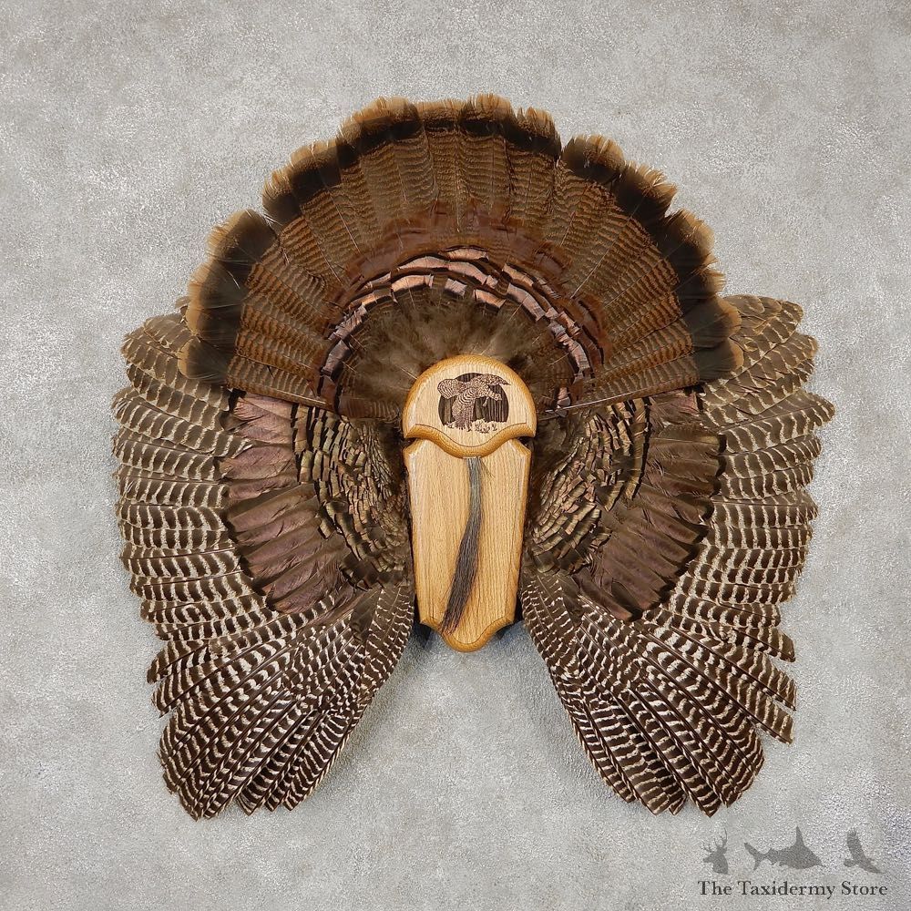 Eastern Wild Turkey Fan And Feather Display For Sale #20408 @ The Taxidermy Store