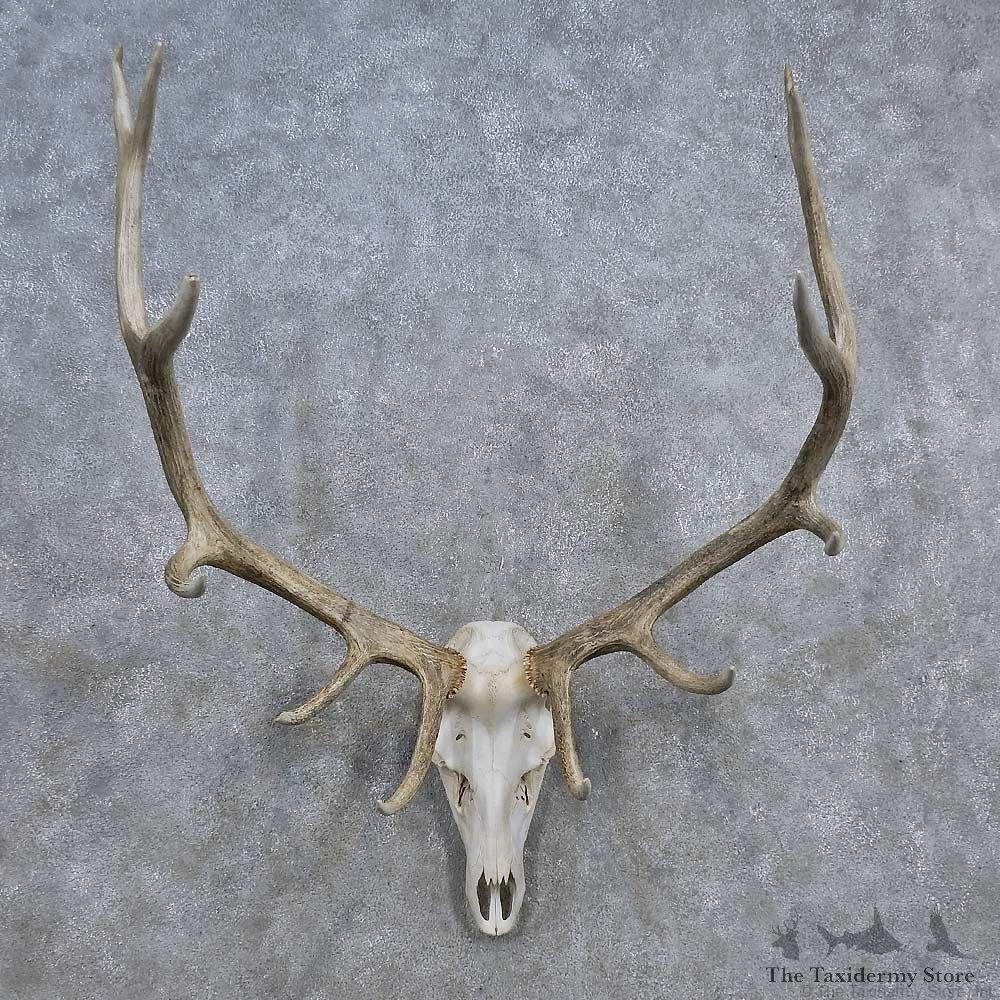 Elk Skull Antler European Mount For Sale #15690 @ The Taxidermy Store