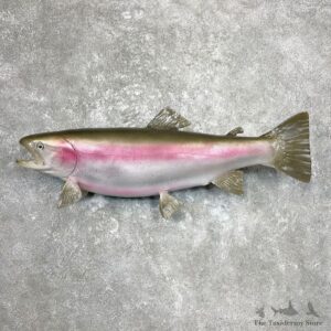 Rainbow Trout Fish Mount For Sale #26929 @ The Taxidermy Store