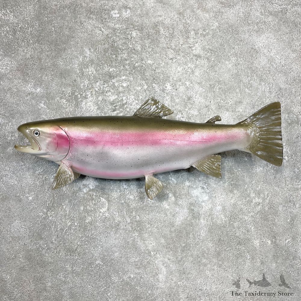 Rainbow Trout Fish Mount For Sale #26929 @ The Taxidermy Store