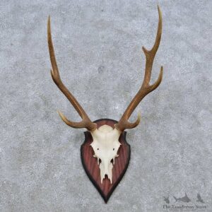 Sika Deer Skull Antler European Mount For Sale #14552 @ The Taxidermy Store