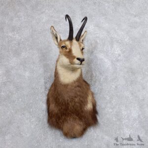 South Pacific Chamois Shoulder Mount For Sale #18733 @ The Taxidermy Store