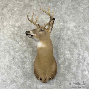 Whitetail Deer Shoulder Mount For Sale #31492 @ The Taxidermy Store