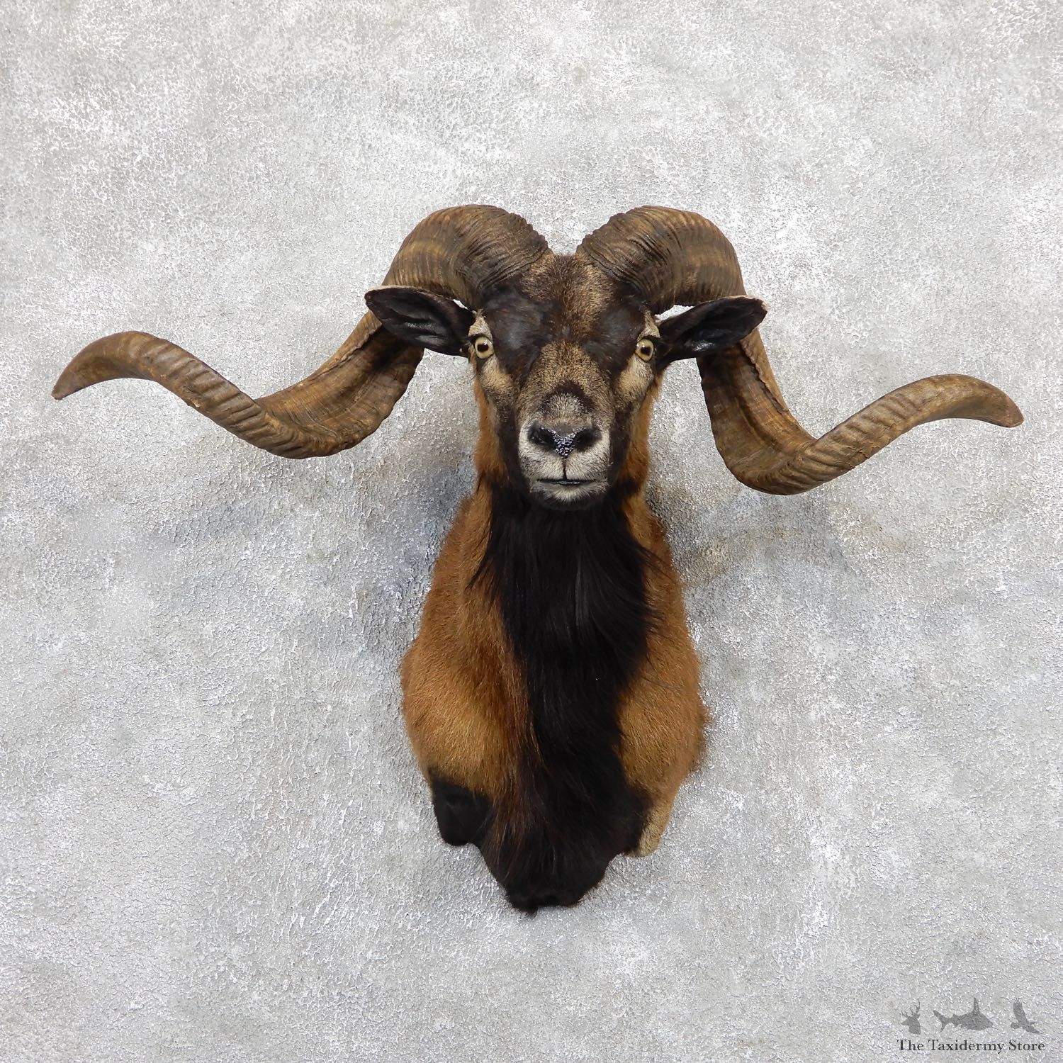 Corsican Ram Shoulder Mount For Sale #19448 @ The Taxidermy Store